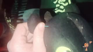 无牙龙撒尿