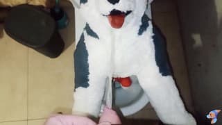 Husky dog peeing